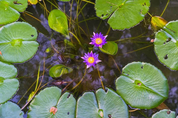 Primer Plano Hermosa Flor Loto Hoja Verde Estanque Pureza Naturaleza — Foto de Stock