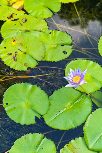 Primer Plano Hermosa Flor Loto Hoja Verde Estanque Pureza Naturaleza — Foto de Stock