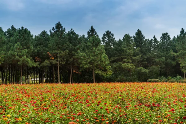 Cosmos Flower Field Wildflower Views — Stock Photo, Image