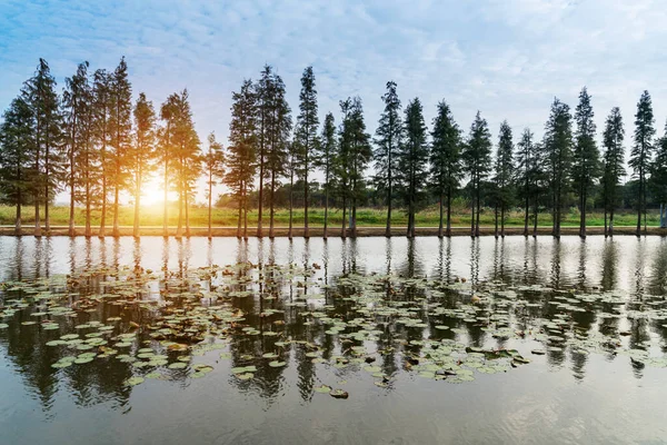 Lush Più Verde Intorno Allo Stagno Nel Parco — Foto Stock