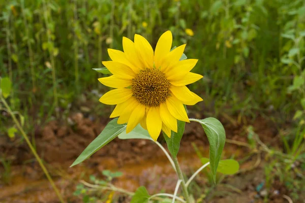 Yellow Sunflower Sunset Light Close Sunflower Close Yellow Big Flower — Stock Photo, Image