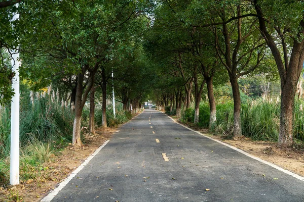 Novo Caminho Belas Árvores Trilha Para Correr Caminhar Andar Bicicleta — Fotografia de Stock