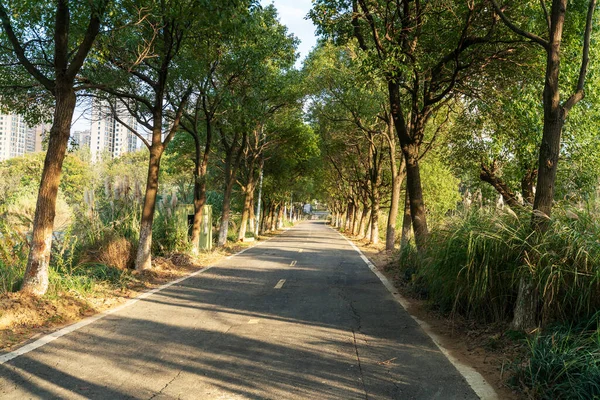 新しい道と美しい木は 公園でのランニングやウォーキングやサイクリングをリラックスさせます — ストック写真