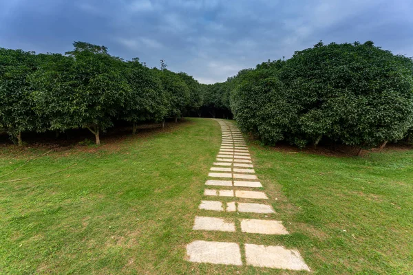 Çin 'deki Şehir Parkı yolu.