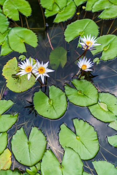 Primer Plano Hermosa Flor Loto Hoja Verde Estanque Pureza Naturaleza — Foto de Stock