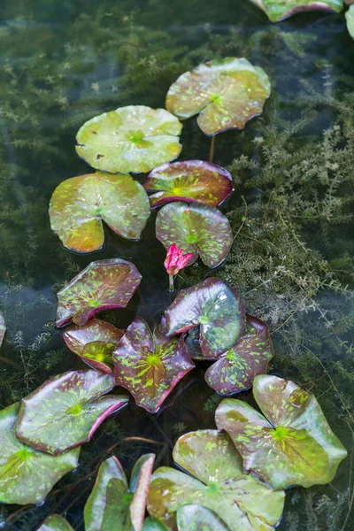 Primer Plano Hermosa Flor Loto Hoja Verde Estanque Pureza Naturaleza — Foto de Stock