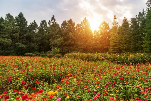 Hermoso Sorprendente Cosmos Paisaje Campo Flores Puesta Del Sol Fondo —  Fotos de Stock