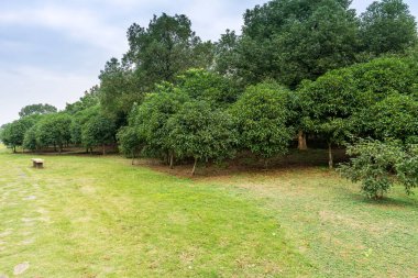 Güzel ve rahat bir bahçede, boş bir sokak. Güzel mavi gökyüzünün altında.