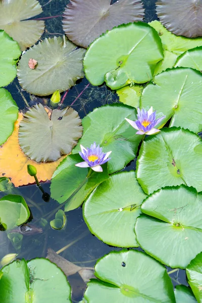 Primer Plano Hermosa Flor Loto Hoja Verde Estanque Pureza Naturaleza — Foto de Stock