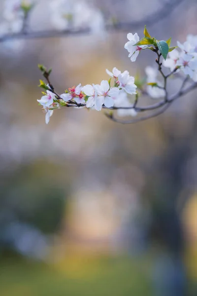 Frühling Blühen Die Kirschblüten Voller Blüte — Stockfoto