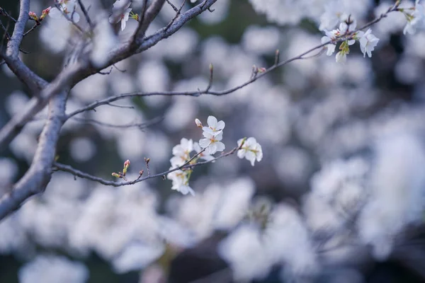 Frühling Blühen Die Kirschblüten Voller Blüte — Stockfoto