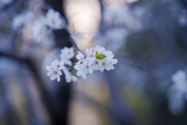 Frühling Blühen Die Kirschblüten Voller Blüte — Stockfoto