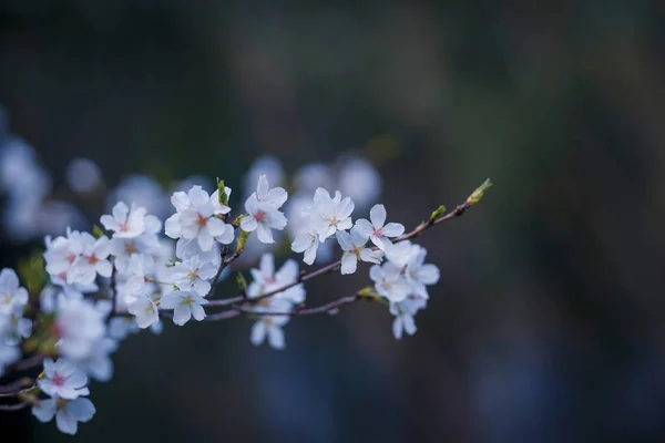 Frühling Blühen Die Kirschblüten Voller Blüte — Stockfoto