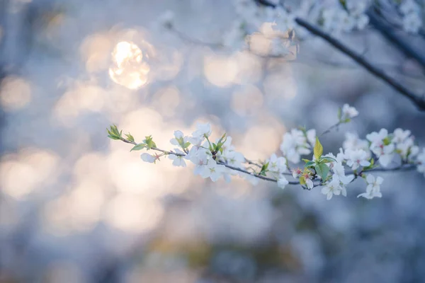 Primavera Las Flores Cerezo Están Plena Floración — Foto de Stock