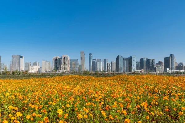 flower field in park at city center and modern city
