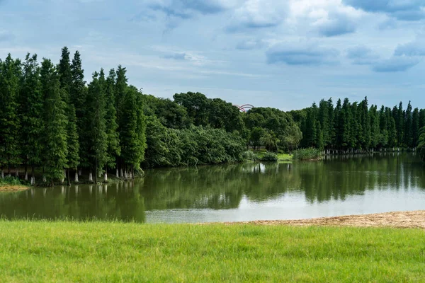 Buja Zöldebb Körül Parkban — Stock Fotó