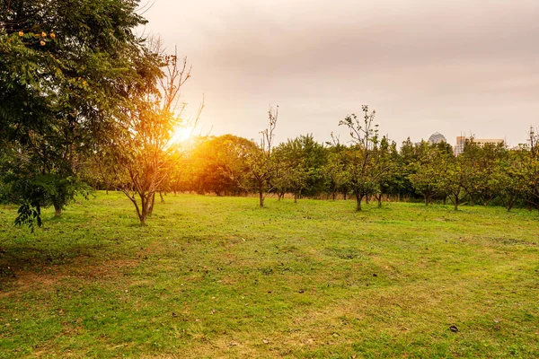 Yaz Ormanı Manzarası Güneşli Bir Akşam Yaz Ormanı Ağaçları — Stok fotoğraf