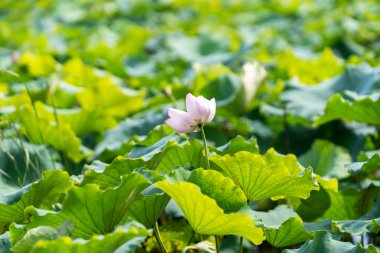 Havuzda bir güzel pembe nilüfer veya lotus çiçeği