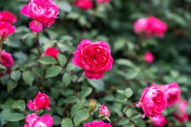Baharda açan kırmızı gül çiçeği.