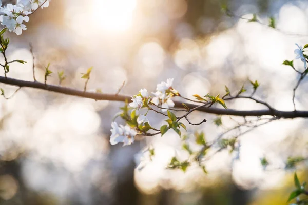 Frühling Blühen Die Kirschblüten Voller Blüte — Stockfoto
