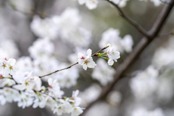 Frühling Blühen Die Kirschblüten Voller Blüte — Stockfoto