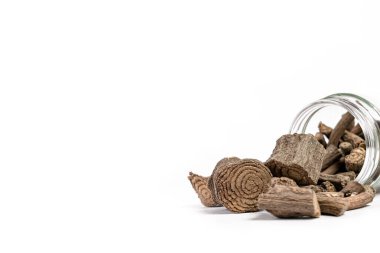 beyaz arkaplanda izole edilmiş makro Baliospermum montanum veya dantimol sapı