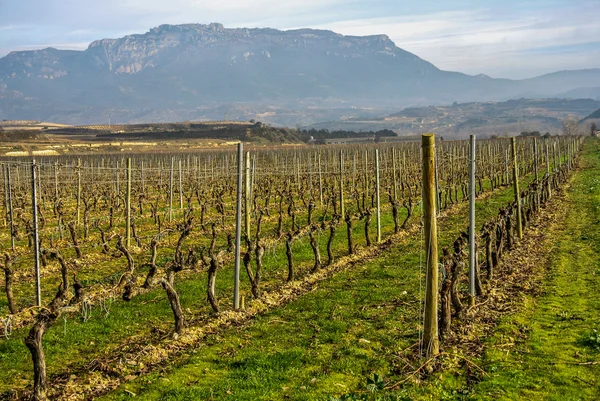 Weinberge im Dezember, haro, spanien — Stockfoto