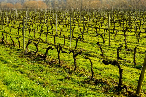 Vignobles en Huelva, Espagne — Photo