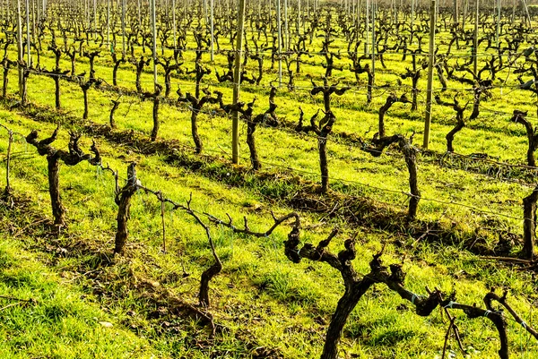 Weinberge im Dezember, haro, spanien — Stockfoto