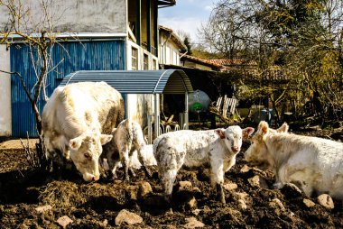 Çiftlikteki inekler