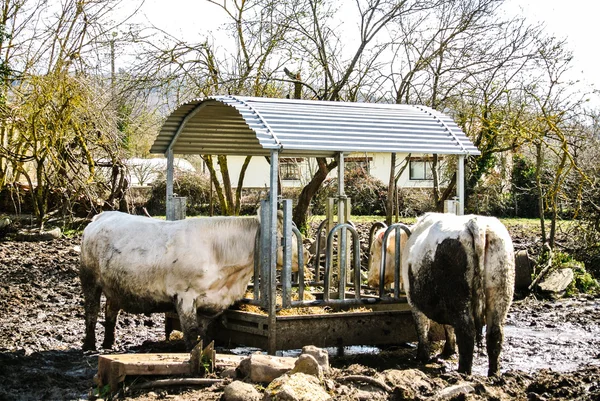 Çiftlikteki inekler — Stok fotoğraf