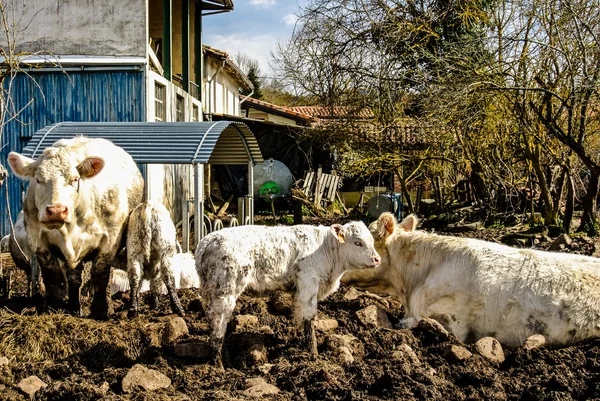 Çiftlikteki inekler — Stok fotoğraf