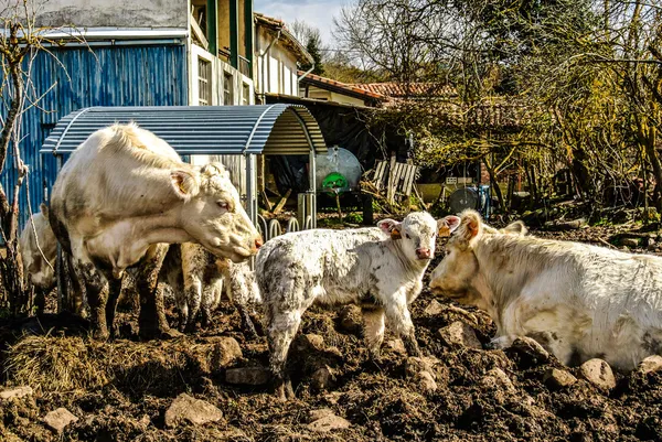 Kor på gården Stockbild