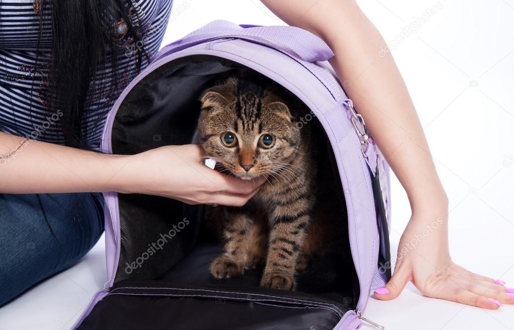 Cute cat with travel house on white background