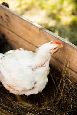Çiftlikte kümeste bir tavuk. Köyde canlı tavuk çiftçileri var. Tavuk çiftliği. Çimlerde ve çimlerde yürüyen tavuklar. Ev yapımı tavuk üretimi