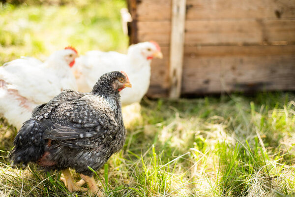 A hen on a farm in a pen. Live chicken farmers in the village. Chicken farm. Chickens walking on the grass and lawn. Home production of chickens