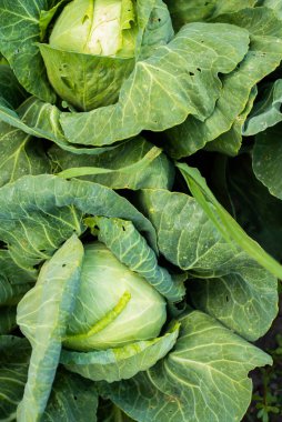 Lahana. Sebze bahçesinde lahana yetişiyor. Şehir dışında sebze yetiştiriyorum. Lahana kabağı. Doğal ortamda yetişen sağlıklı ve organik gıdalar. Sağlıklı beslenme ve çiğ yemek.