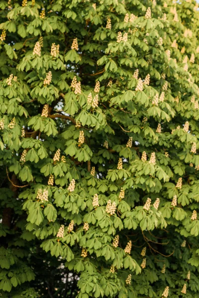 Las Castañas Kiev Florecen Mayo Primavera Está Afuera Los Árboles — Foto de Stock