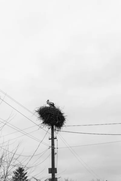 Cegonha Branca Ciconia Ninho Uma Aldeia Ucraniana Durante Guerra Primavera — Fotografia de Stock