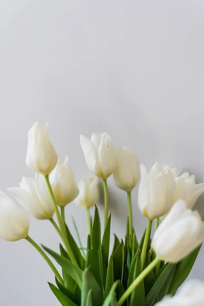 一束浅背景的白色郁金香 三月八日生日 复活节 情人节的明信片 美丽的春花 高质量的照片 — 图库照片