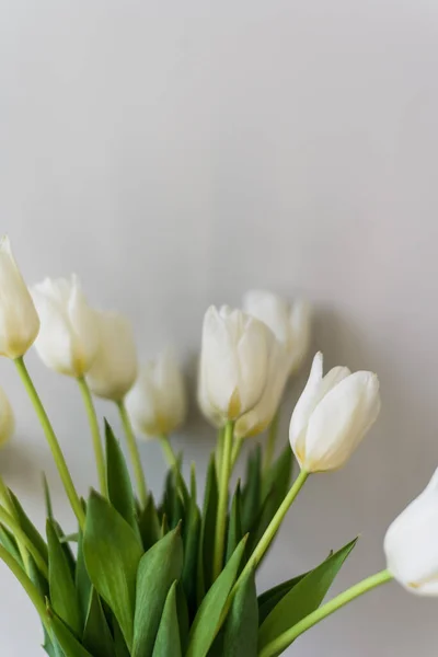 一束浅背景的白色郁金香 三月八日生日 复活节 情人节的明信片 美丽的春花 高质量的照片 — 图库照片