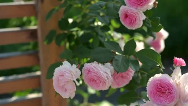Pink Bush Rose Garden Its Summer Wind Moving Rose Buds — Stock video