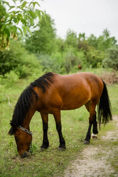 一匹马在树林里吃草 美丽的鬃毛和马的颜色 夏天吃草的时候 — 图库照片