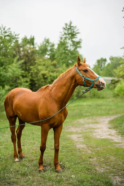 一匹马在树林里吃草 美丽的鬃毛和马的颜色 夏天吃草的时候 — 图库照片