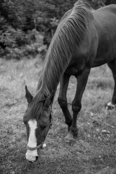 一匹马在树林里吃草 美丽的鬃毛和马的颜色 夏天吃草的畜群 黑白照片 高质量的照片 — 图库照片