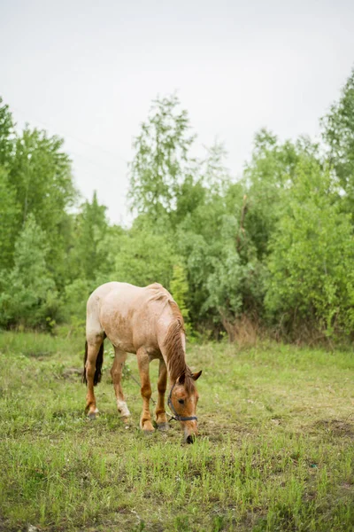 Cavalo Pastoreia Floresta Bela Crina Cor Cavalo Grazing Uma Manada — Fotografia de Stock