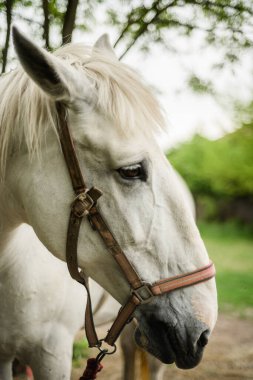 Beyaz bir atın portresi. Beyaz şirin bir at ağacın yanında akın ediyor. Çiftlikte bir yarış atı. Eyerli bir at. Otlakta bir kısrak. - Evet. Yüksek kalite fotoğraf