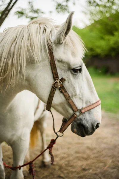 白马的肖像 一匹可爱的白马在一棵树旁飞奔 农场里的赛马 有马鞍的马在牧场上的母马 是的高质量的照片 — 图库照片