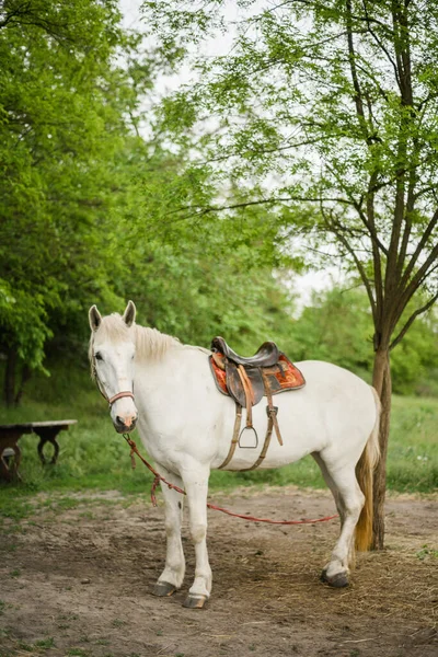 Portrét Bílého Koně Roztomilý Bílý Kůň Hemžící Stromu Závodní Kůň — Stock fotografie