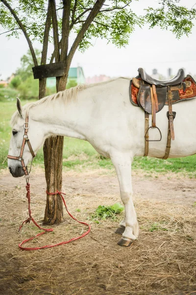 白马的肖像 一匹可爱的白马在一棵树旁飞奔 农场里的赛马 有马鞍的马在牧场上的母马 是的高质量的照片 — 图库照片